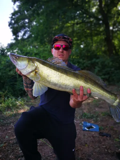 Zander