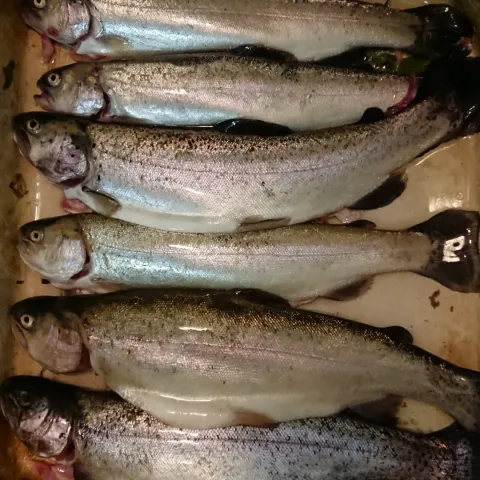 Regenbogenforelle