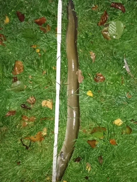 Aal
