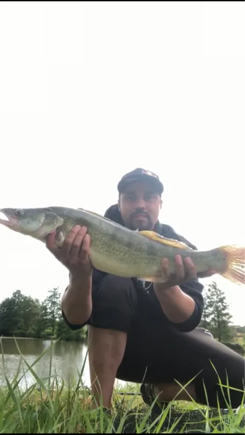 Zander