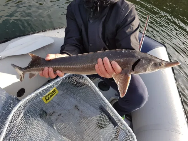 Stör