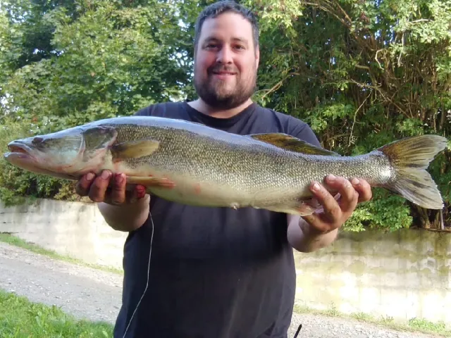 Zander