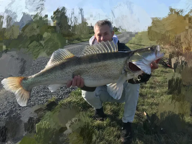 Zander