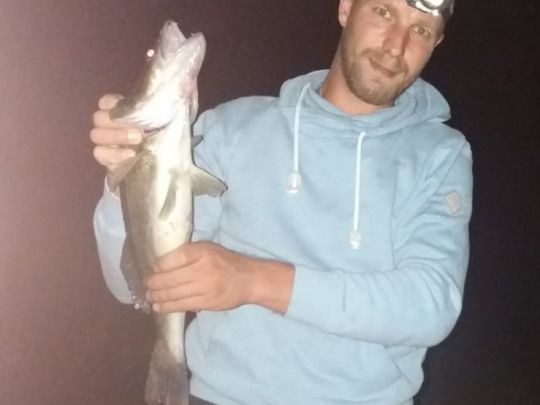 Zander