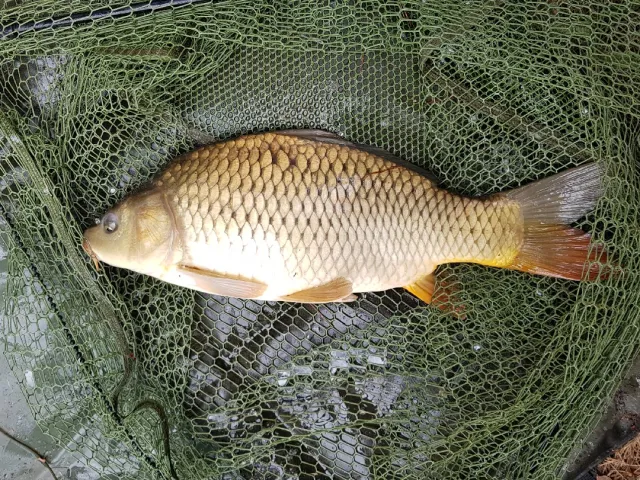 Karpfen