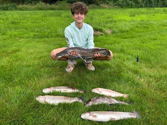 Afrikanischer Raubwels