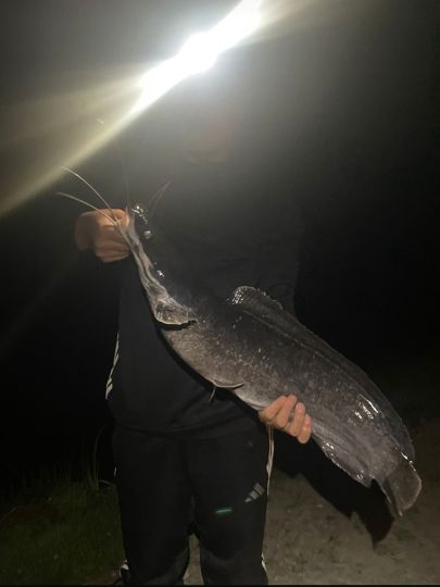 Afrikanischer Raubwels