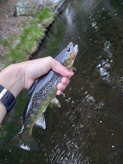 Bachforelle