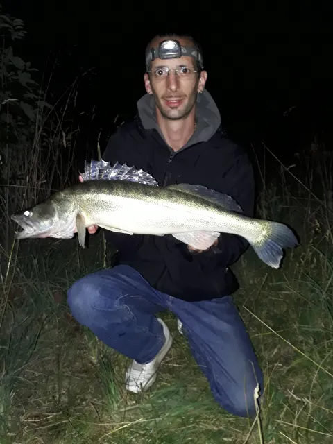Zander