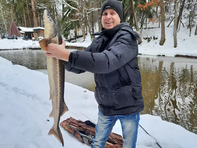 Stör