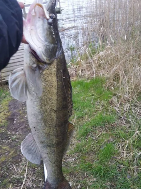 Zander