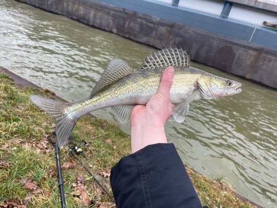 Zander