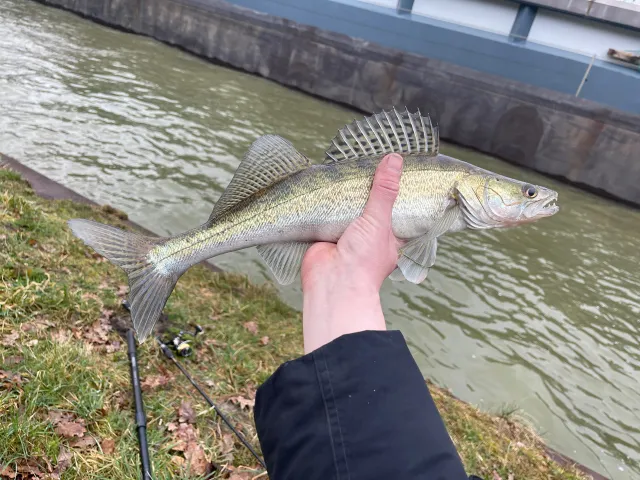 Zander