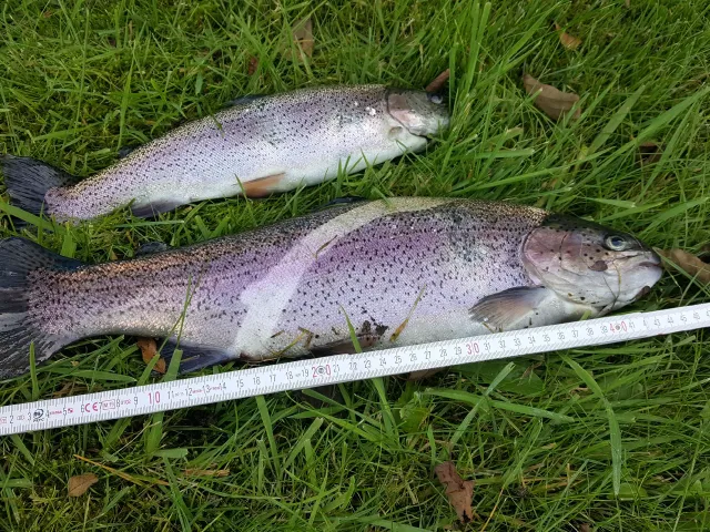 Regenbogenforelle