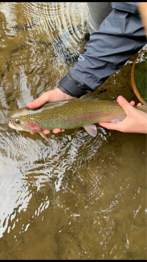 Regenbogenforelle