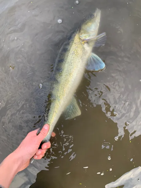 Zander