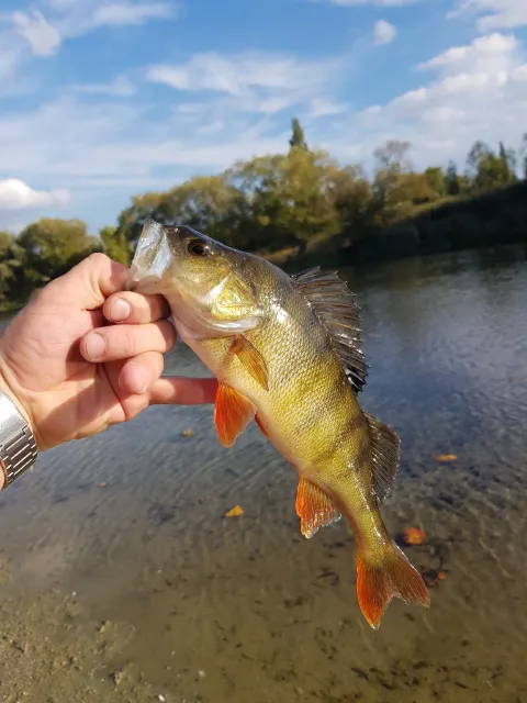 Flussbarsch