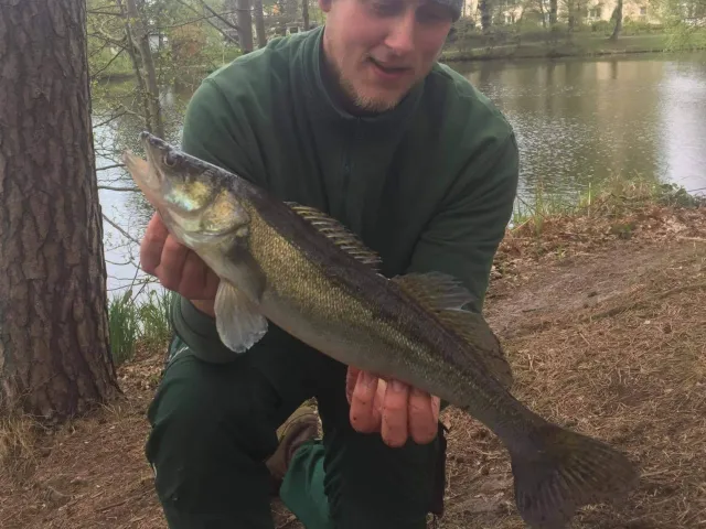 Zander