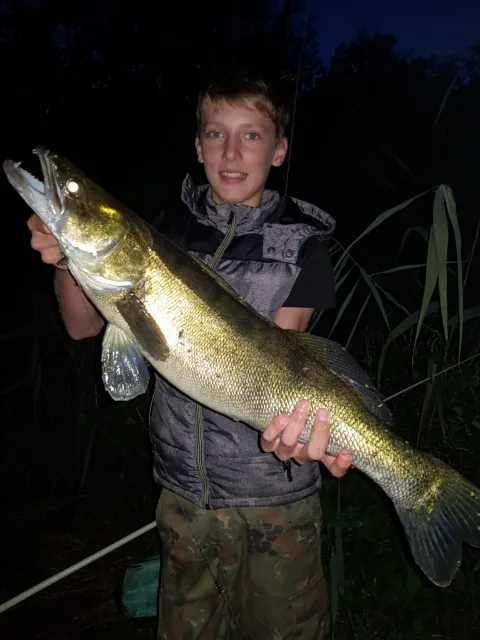 Zander