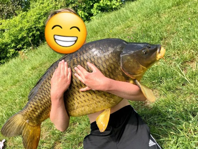 Karpfen