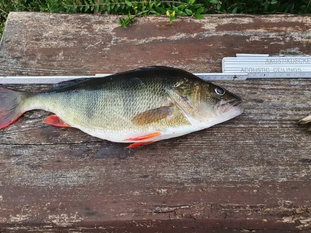 Flussbarsch