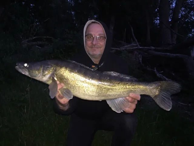 Zander