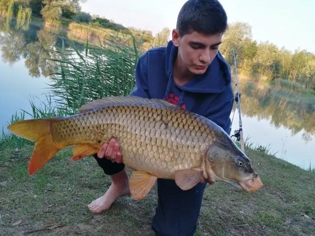 Karpfen