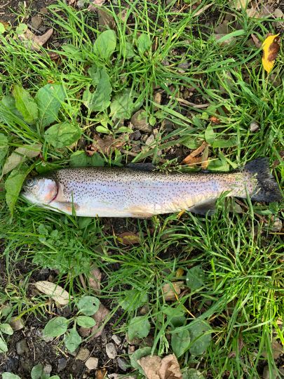 Pixhaier Teich ALLE ANGELN