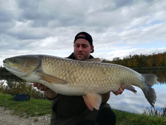 Graskarpfen