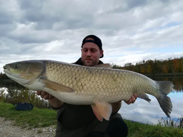 Graskarpfen
