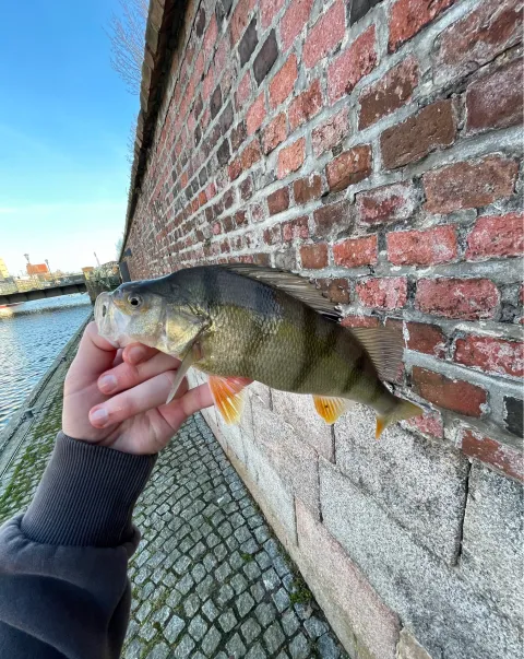 Flussbarsch