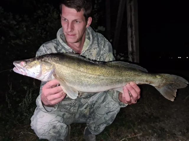 Zander