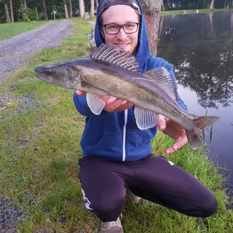 Zander