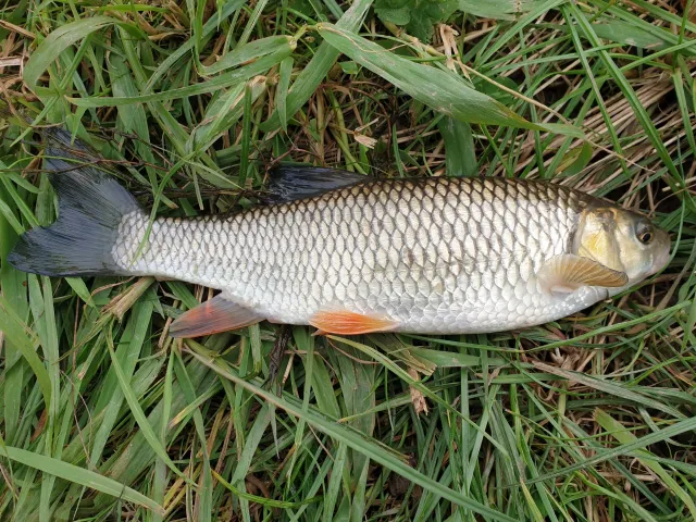 Döbel