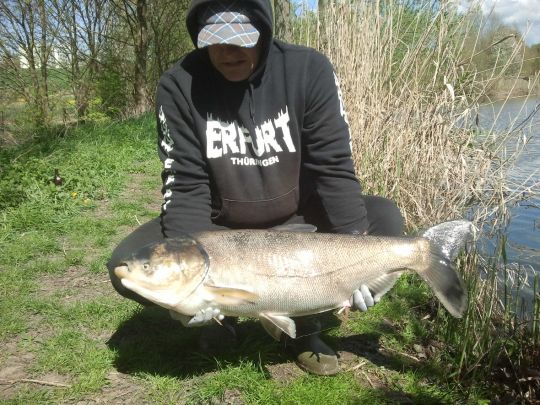Marmorkarpfen