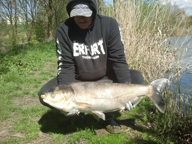 Marmorkarpfen