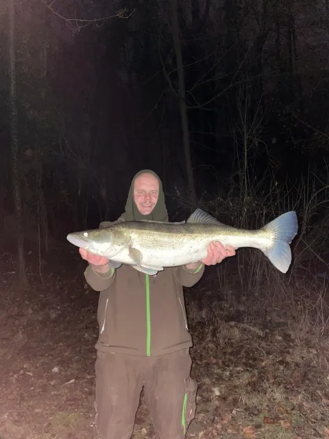 Zander