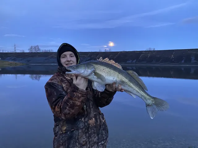 Zander