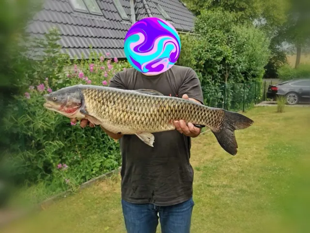 Graskarpfen