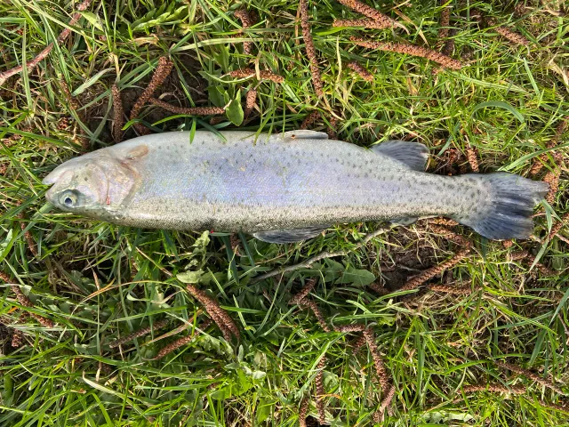 Regenbogenforelle