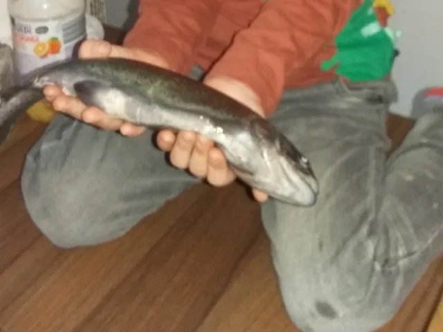 Regenbogenforelle
