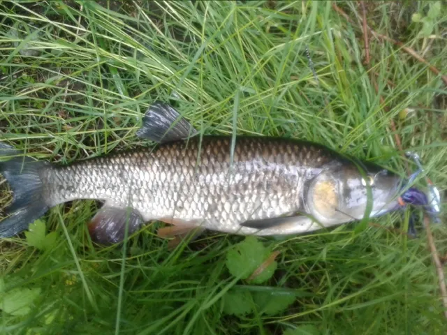 Döbel