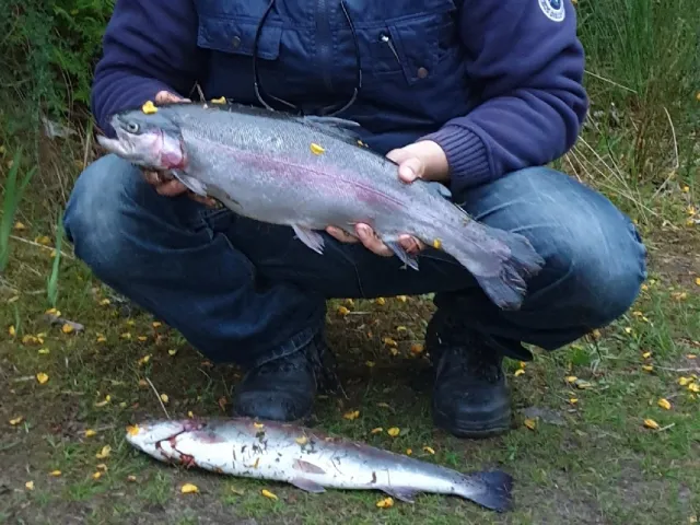 Regenbogenforelle