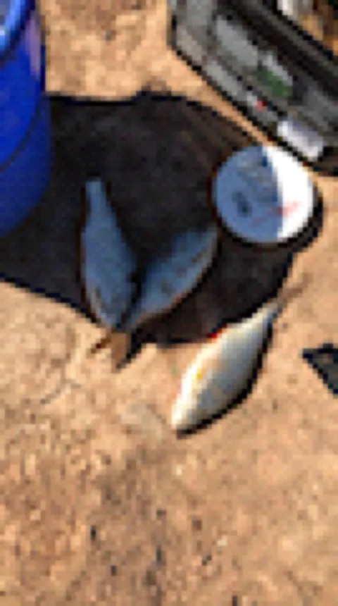 Rotfeder