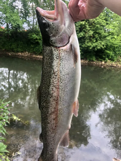 Regenbogenforelle
