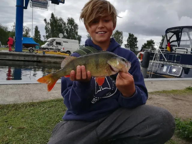 Flussbarsch
