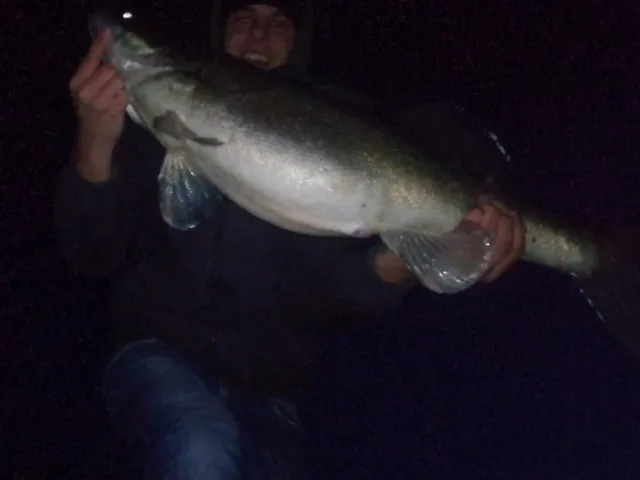 Zander