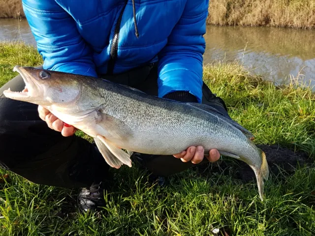 Zander