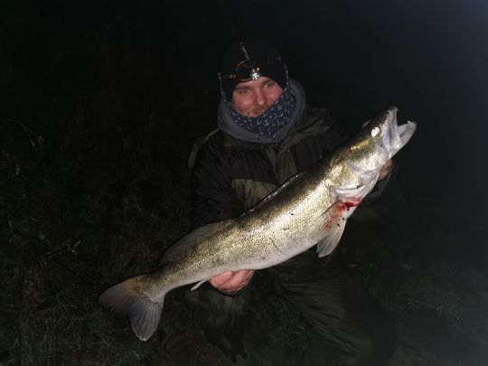 Zander