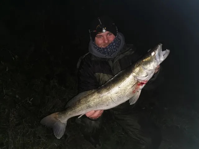 Zander